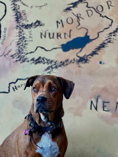 Dog sitting in front of a map with 'Mordor' and 'Nurn' labeled